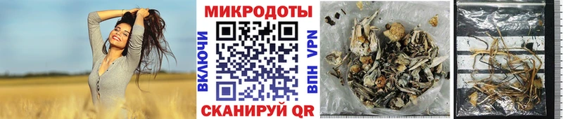 где купить наркоту  Павловская  Псилоцибиновые грибы Psilocybine cubensis 